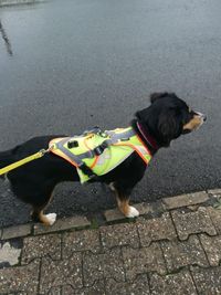 Mantrailing Hundeschule Bergkamen Kamen L&uuml;nen Hamm